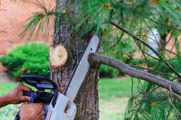 Best Tree Pruning Services  in USA